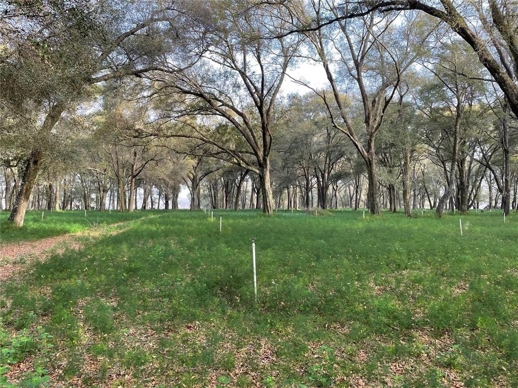 1494 Tilly Bird Road Seville, FL 32190 - Photo 2 of 8 a green field with lots of trees