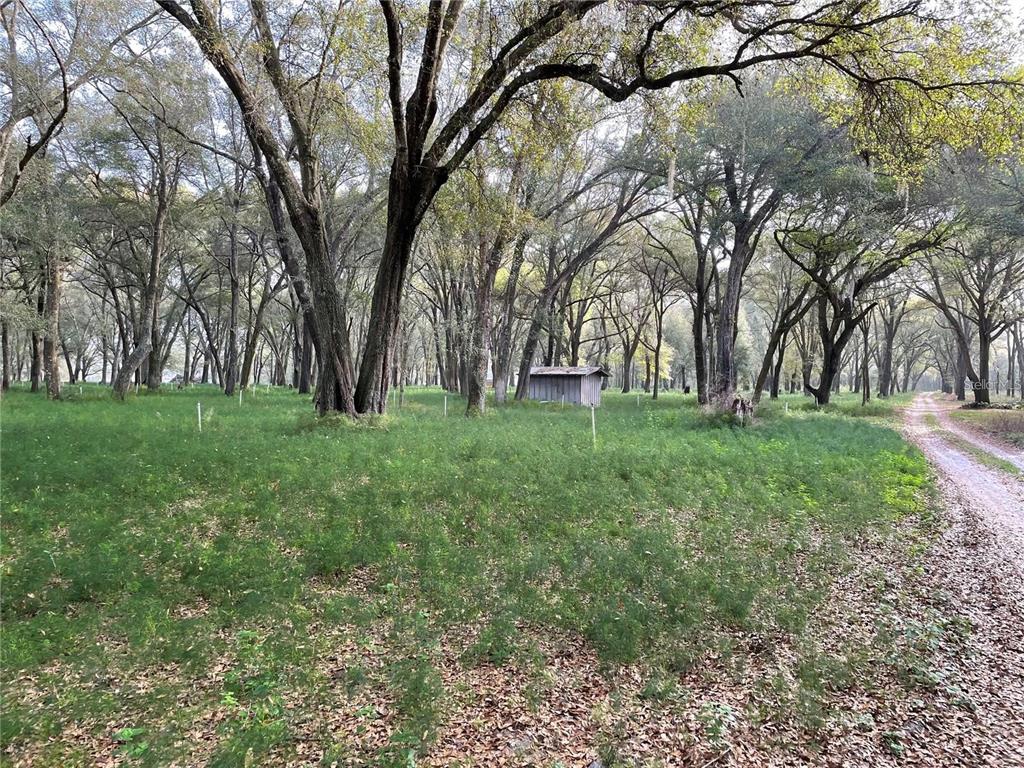 1494 Tilly Bird Road Seville, FL 32190 - Photo 4 of 8 a view of yard with trees