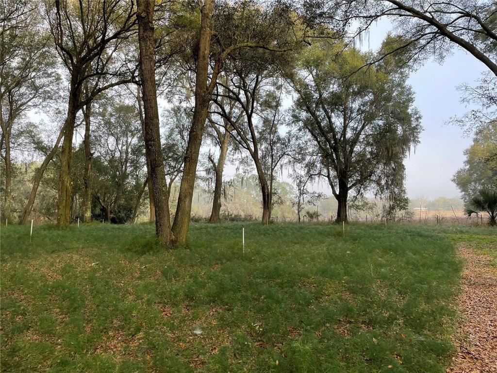 1494 Tilly Bird Road Seville, FL 32190 - Photo 5 of 8 a view of grassy field with trees