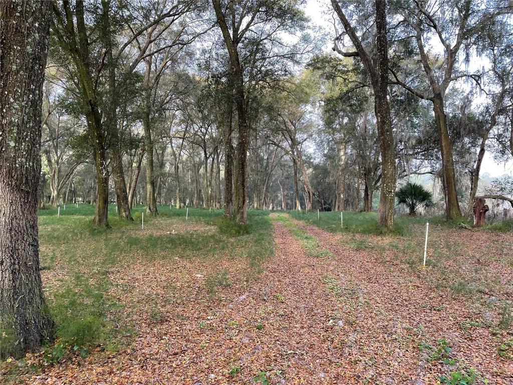 1494 Tilly Bird Road Seville, FL 32190 - Photo 6 of 8 a view of outdoor space with trees