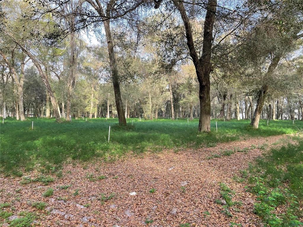 1494 Tilly Bird Road Seville, FL 32190 - Photo 8 of 8 a view of a yard with tree s