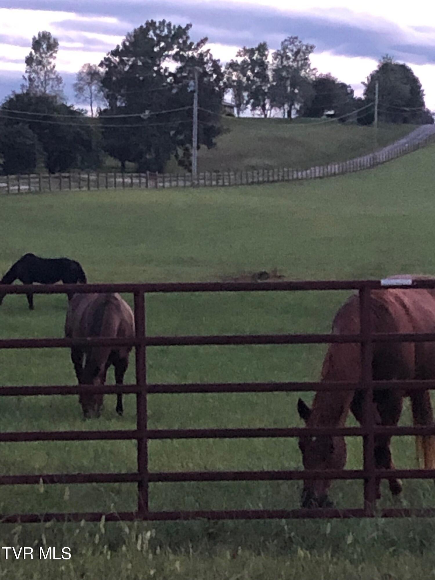 375 Middle Creek Road Afton, TN 37616 - Photo 93 of 119 Horses 01