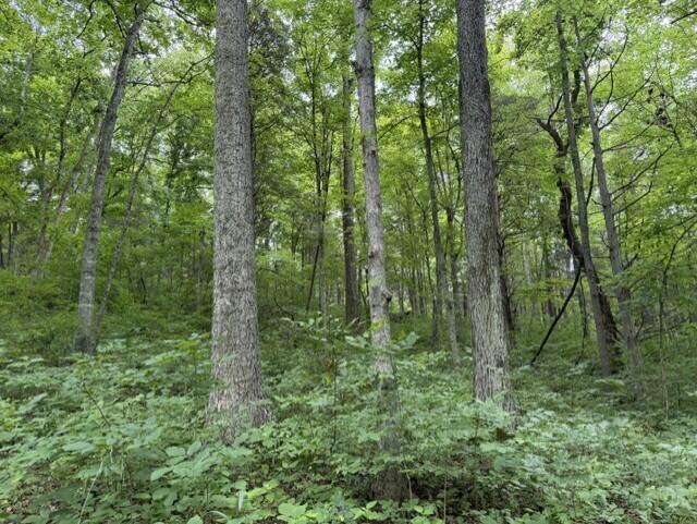0 Kelly Ridge Road Irvine, KY 40336 - Photo 33 of 39 12