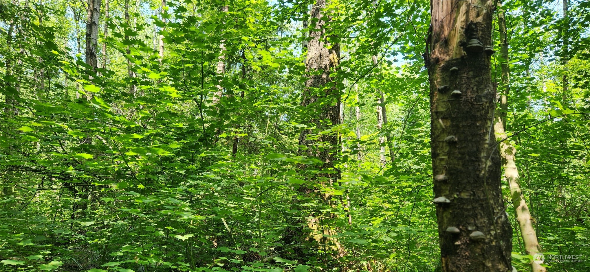 3218 Birch Bay Lynden Road Custer, WA 98240 - Photo 11 of 11 a view of a lush green forest