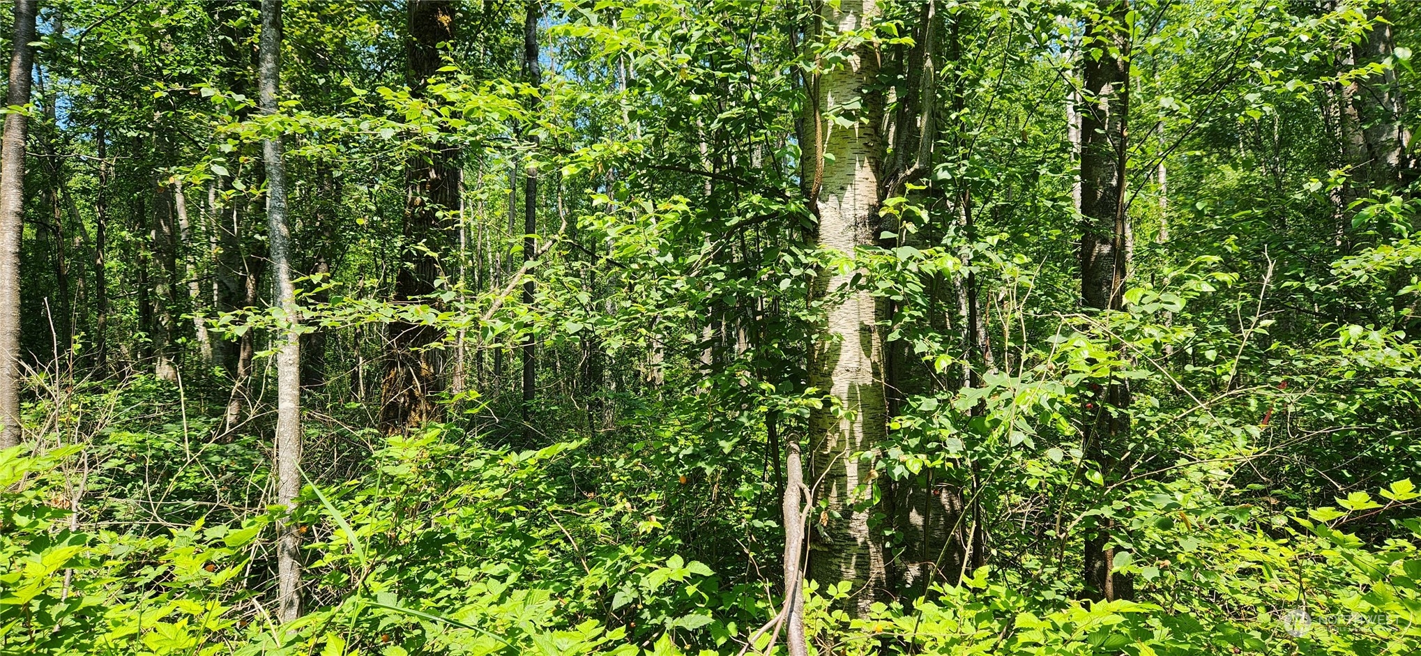3218 Birch Bay Lynden Road Custer, WA 98240 - Photo 2 of 11 a view of a lush green forest