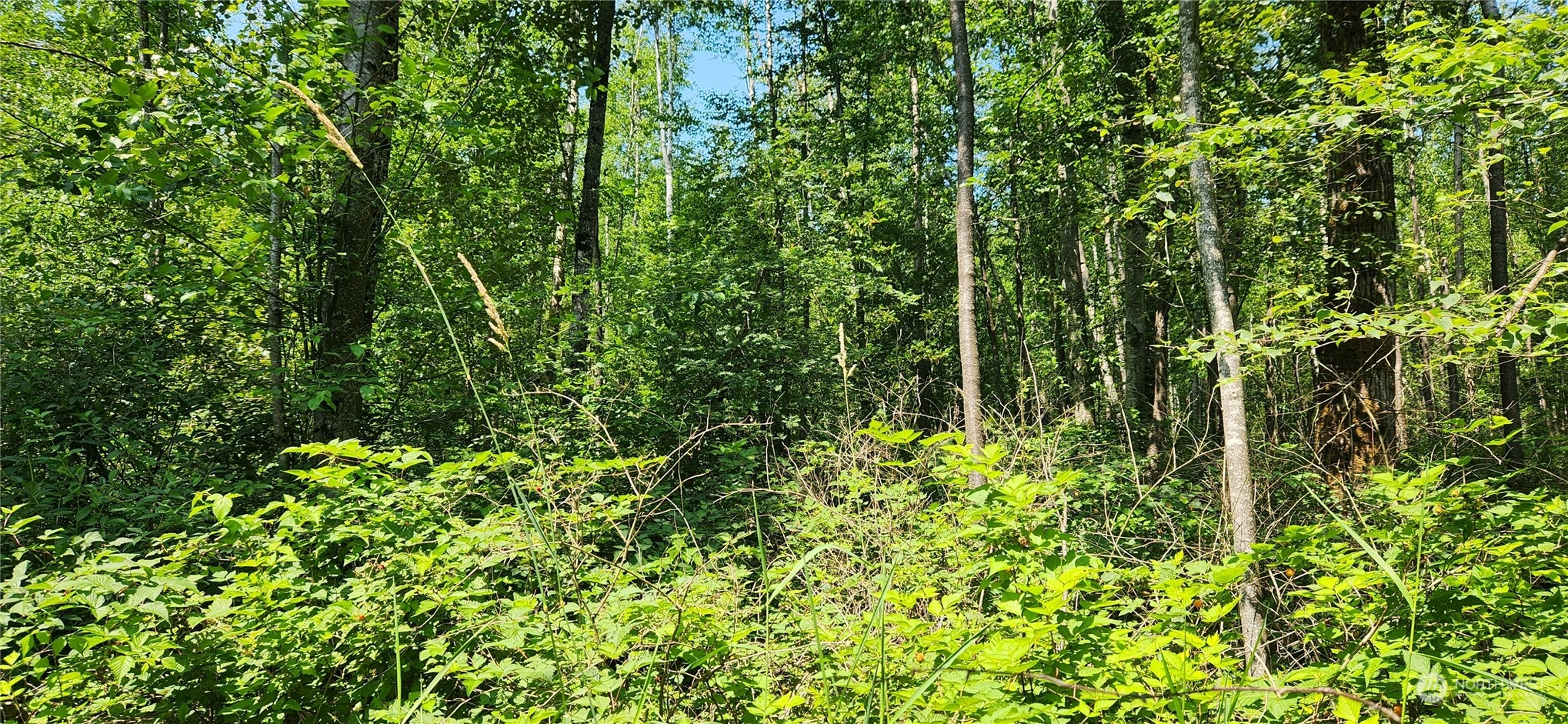 3218 Birch Bay Lynden Road Custer, WA 98240 - Photo 3 of 11 a view of a garden