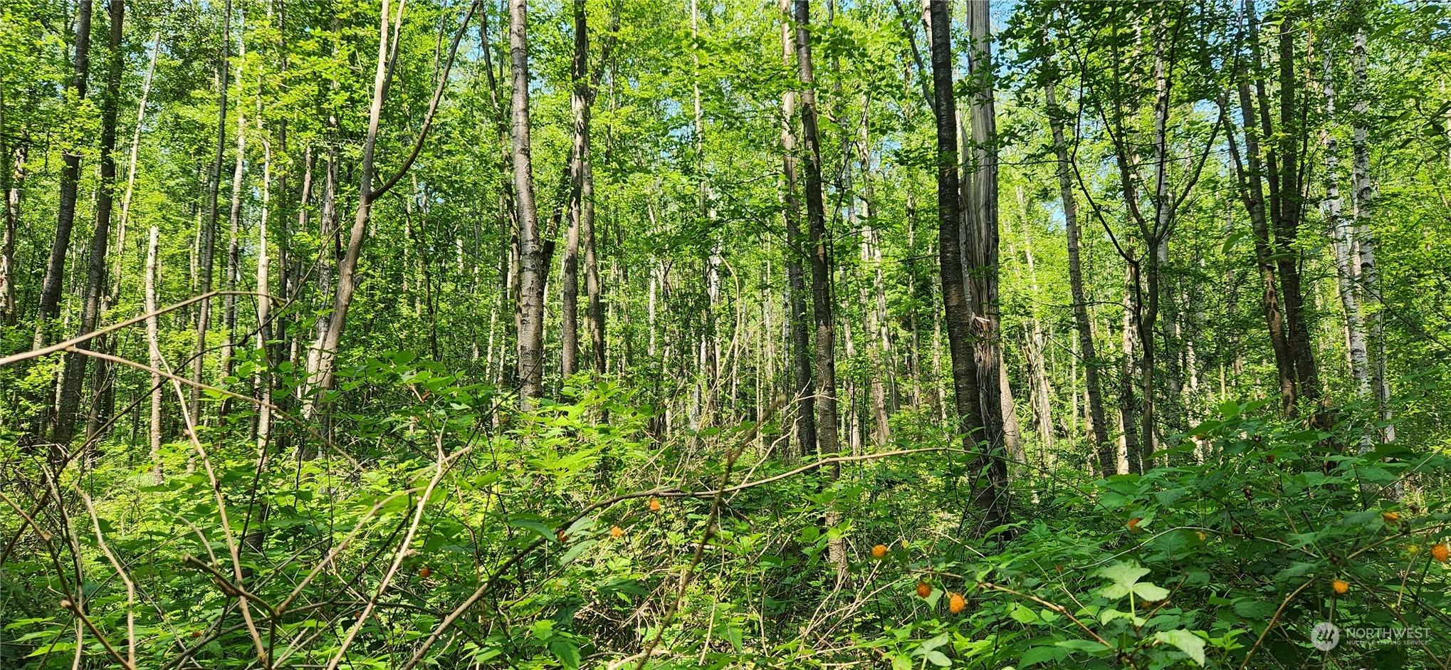 3218 Birch Bay Lynden Road Custer, WA 98240 - Photo 4 of 11 a view of a lush green forest