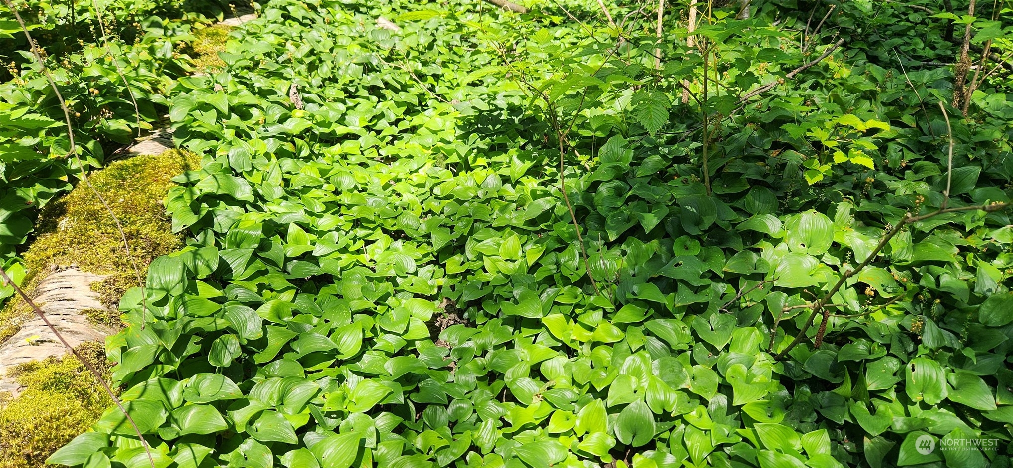 3218 Birch Bay Lynden Road Custer, WA 98240 - Photo 5 of 11 a view of a plant