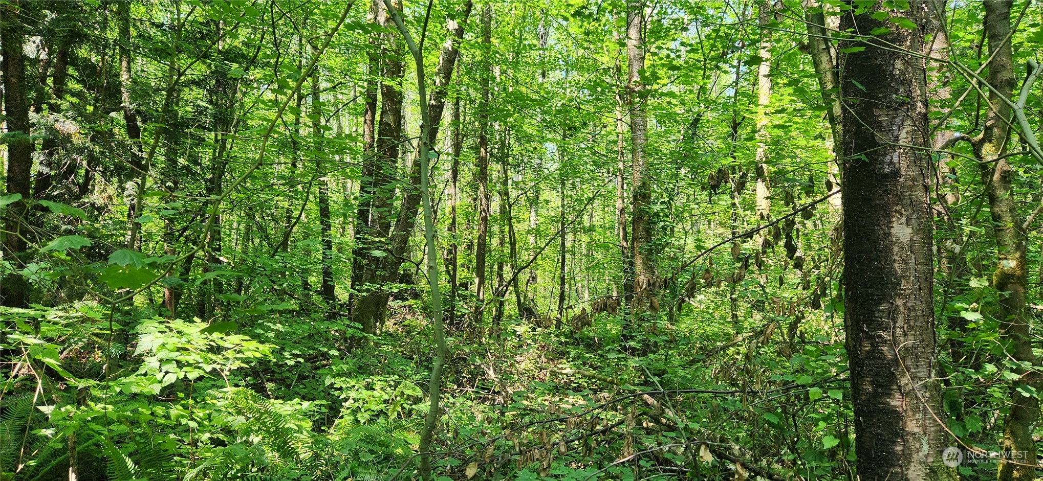 3218 Birch Bay Lynden Road Custer, WA 98240 - Photo 6 of 11 a view of a lush green forest