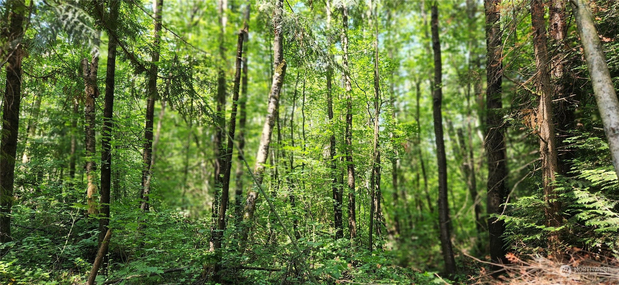 3218 Birch Bay Lynden Road Custer, WA 98240 - Photo 7 of 11 a view of a lush green forest