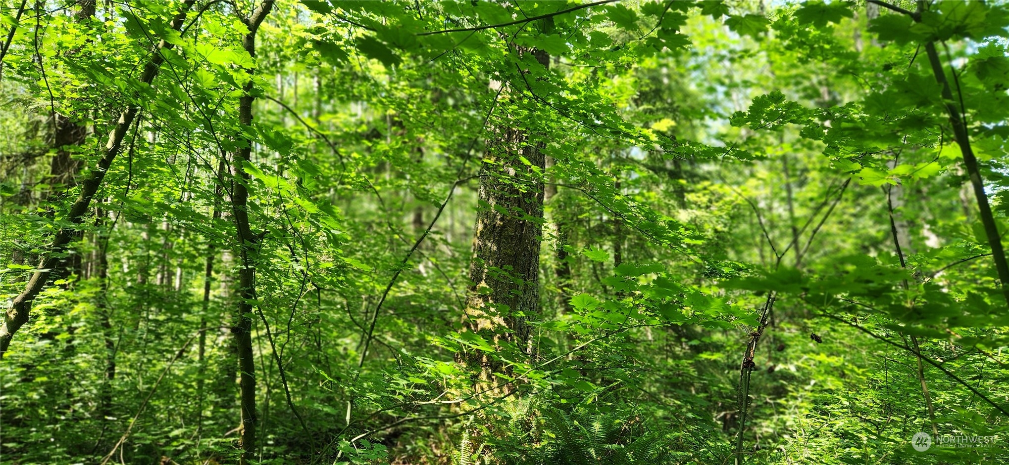 3218 Birch Bay Lynden Road Custer, WA 98240 - Photo 8 of 11 a view of a lush green space