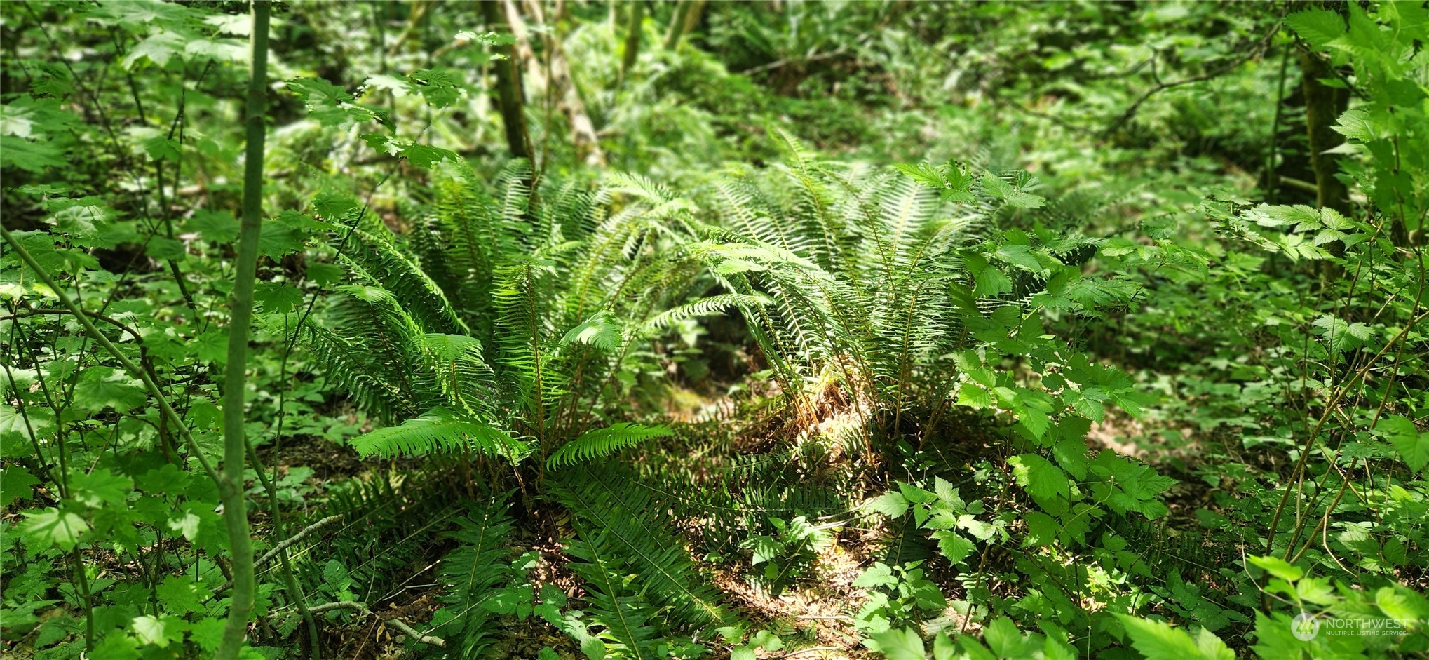 3218 Birch Bay Lynden Road Custer, WA 98240 - Photo 9 of 11 a view of a lush green space