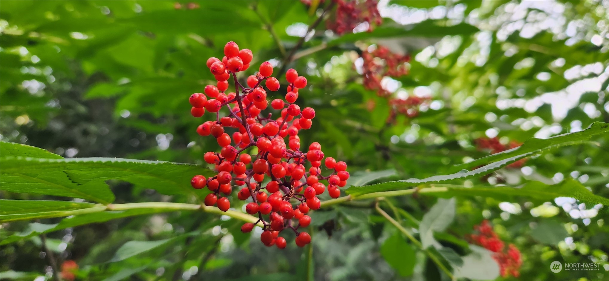 3218 Birch Bay Lynden Road Custer, WA 98240 - Photo 10 of 11 a flower