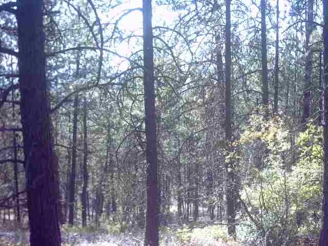 Nhn Corkscrew Canyon Road Tumtum, WA 99034 - Photo 5 of 9 Gallery Image 5