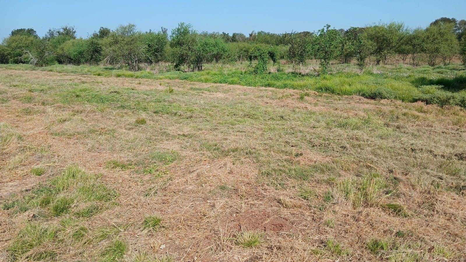 40485 Mt Zion Road Pattison, TX 77423 - Photo 2 of 4 a big yard with lots of green space and deers