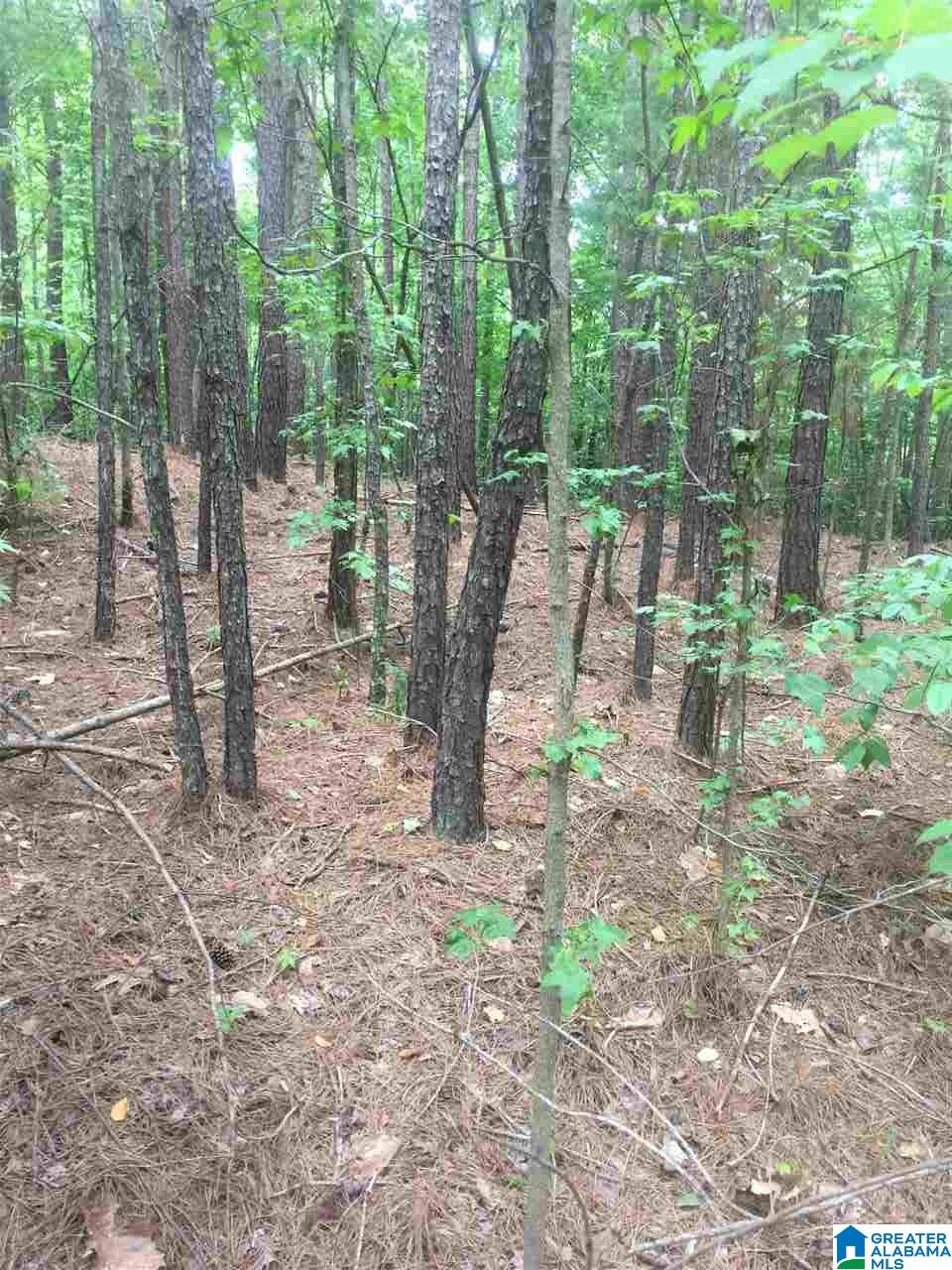 0 Rendalia Motorway, Unit 29 ACRES Talladega, AL 35160 - Photo 5 of 21