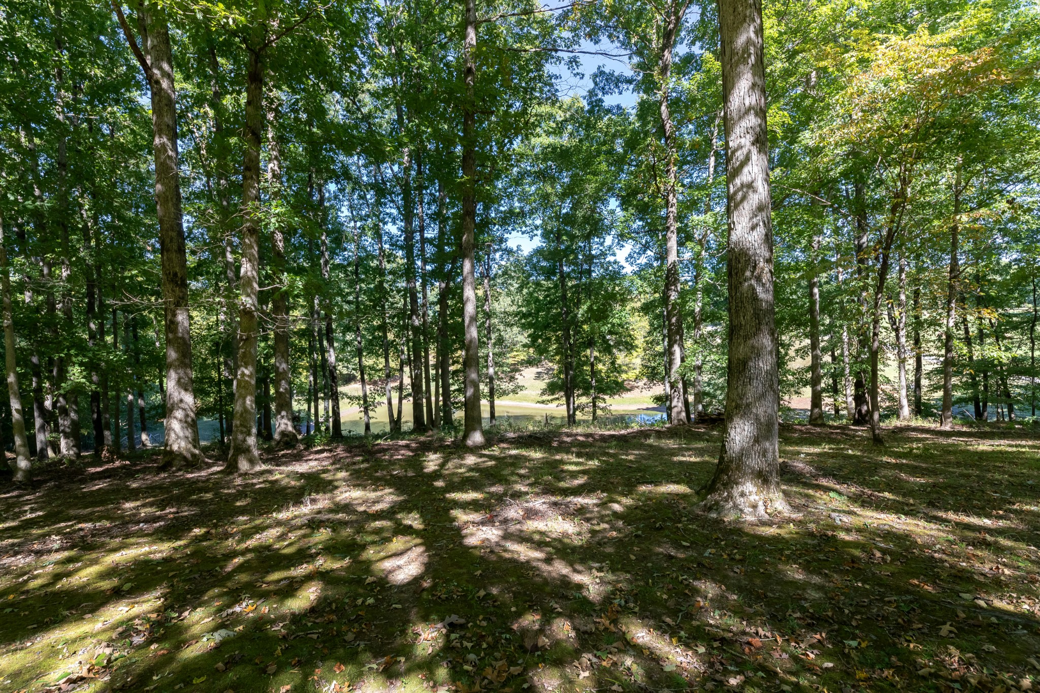634 Murrell Road Dickson, TN 37055 - Photo 13 of 46 a view of outdoor space with trees
