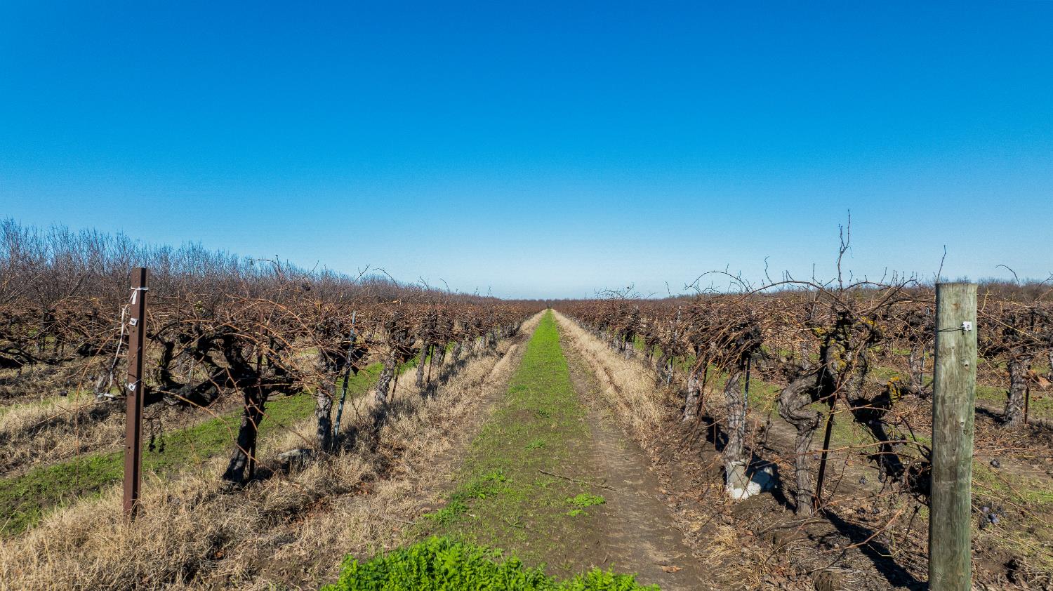 2521 Coelho Road Manteca, CA 95336 - Photo 26 of 29 a view of a yard with trees