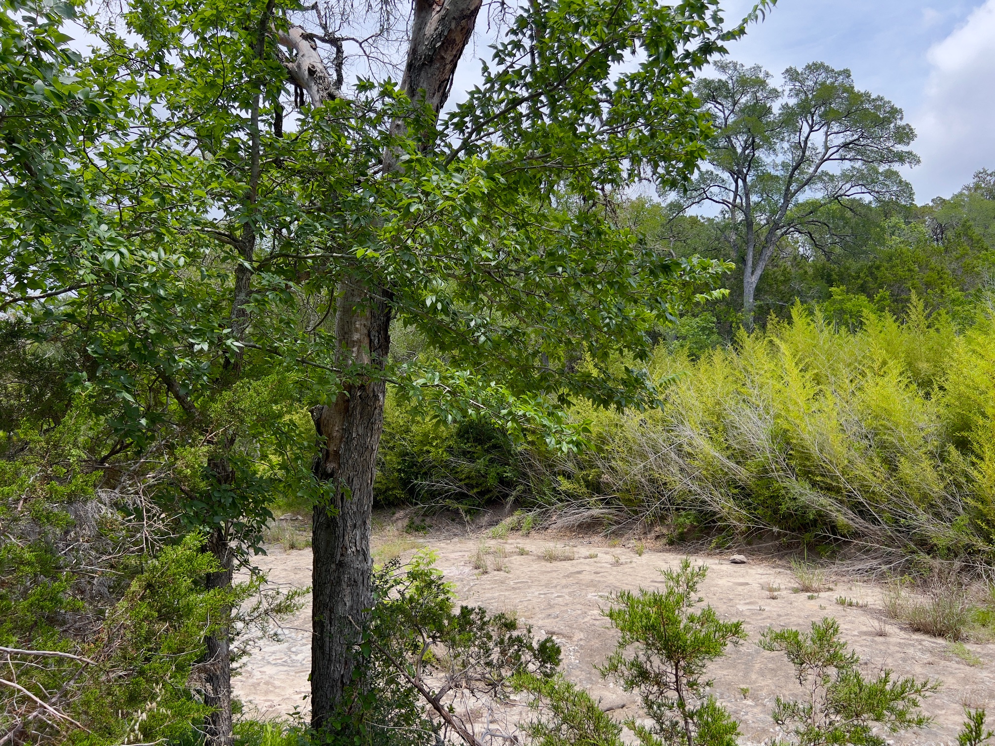 Tbd Lot Pt 19 Tbd Road Blanco, TX 78606 - Photo 6 of 8