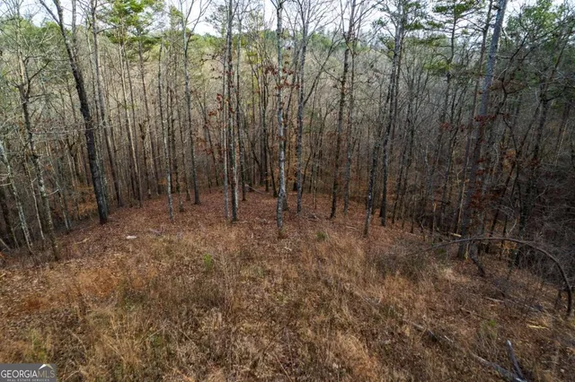 a view of a forest with trees in the background
