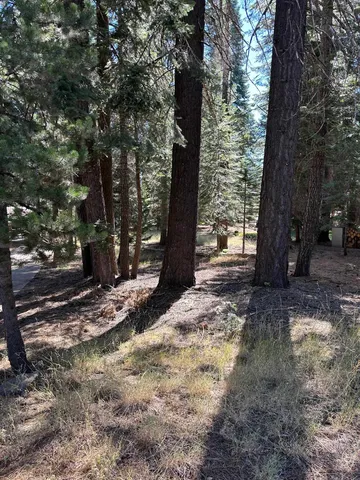 a view of a backyard with large trees