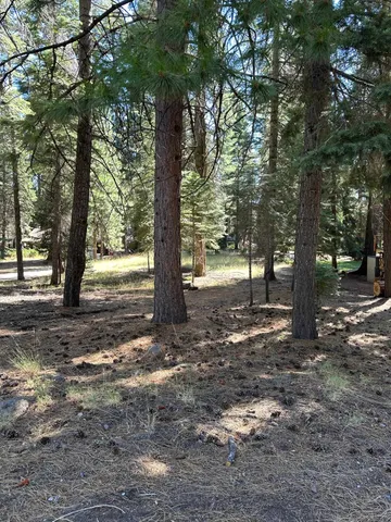 a view of a tree in the middle of a forest