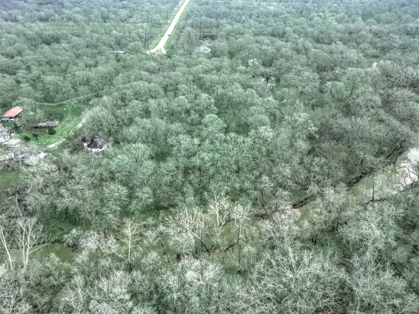 a view of a forest with lots of trees
