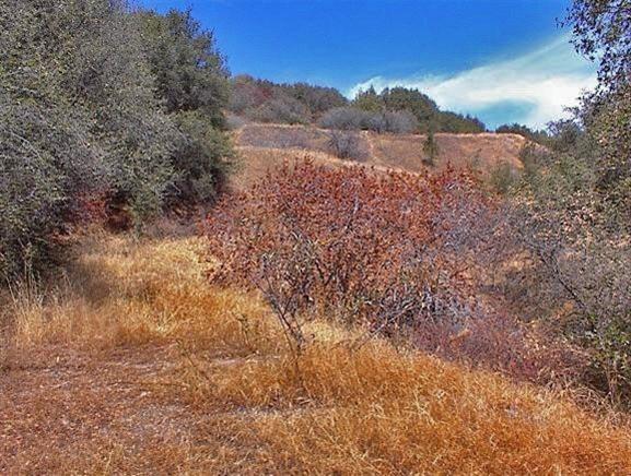 50066 Chuckwagon Road Squaw Valley, CA 93675 - Photo 7 of 12 Gallery Image 7