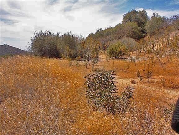 50066 Chuckwagon Road Squaw Valley, CA 93675 - Photo 8 of 12 Gallery Image 8