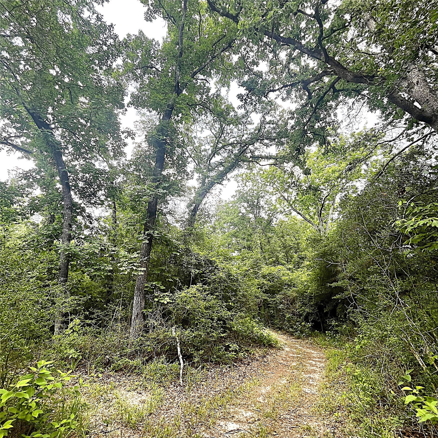 5002 Fm 811 Centerville, TX 75833 - Photo 29 of 31 a view of outdoor space and trees all around