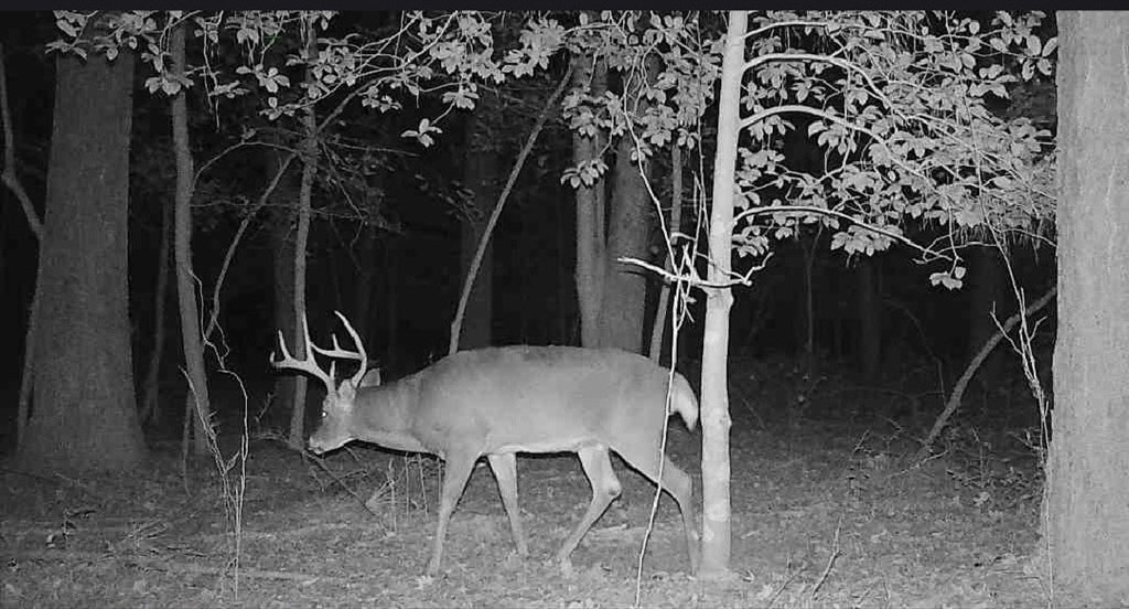 11.770 Daugherty Road Onancock, VA 23417 - Photo 11 of 13