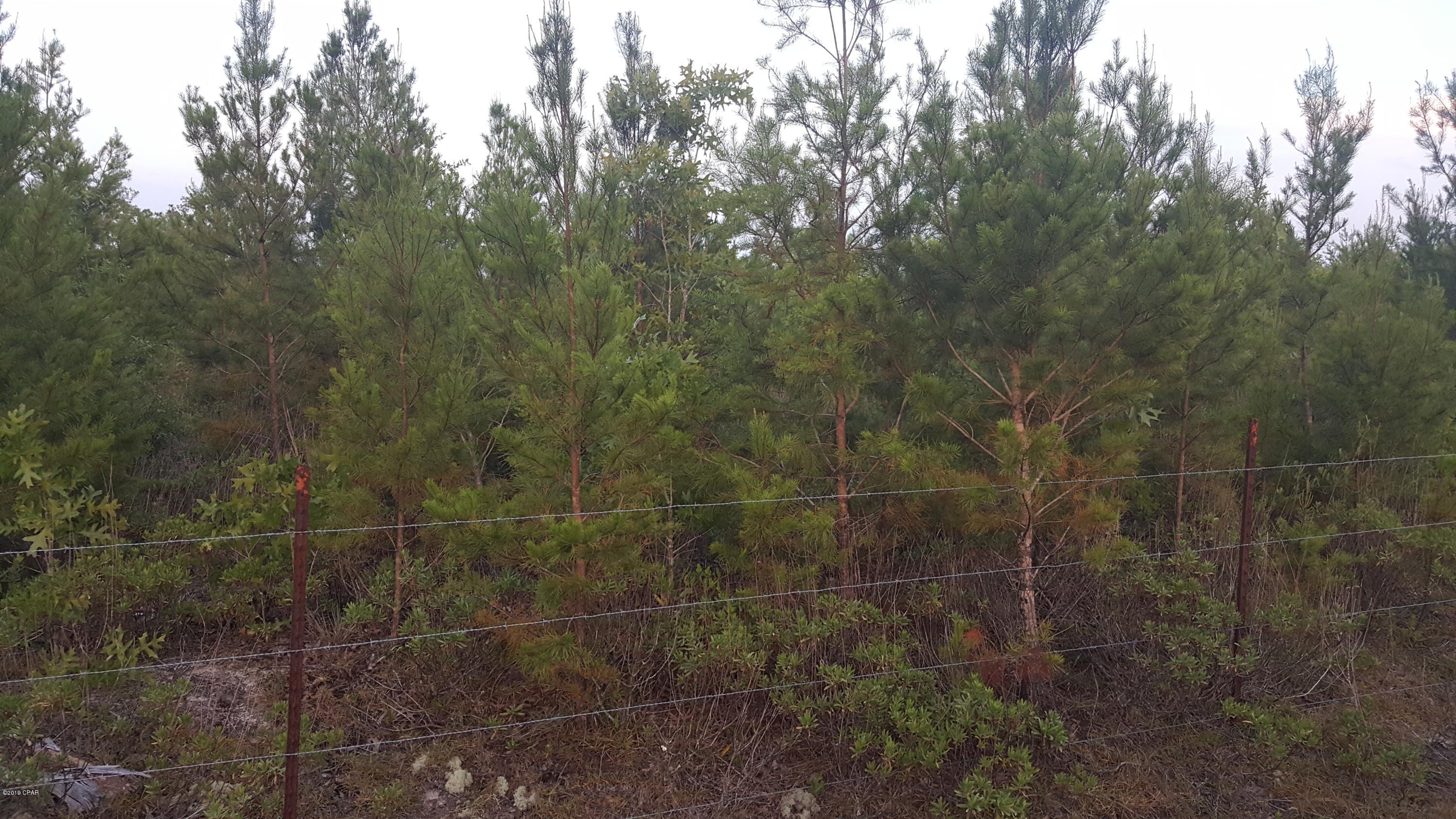 15 Northwest Porter Grade Road Altha, FL 32421 - Photo 3 of 12 Gallery Image 3