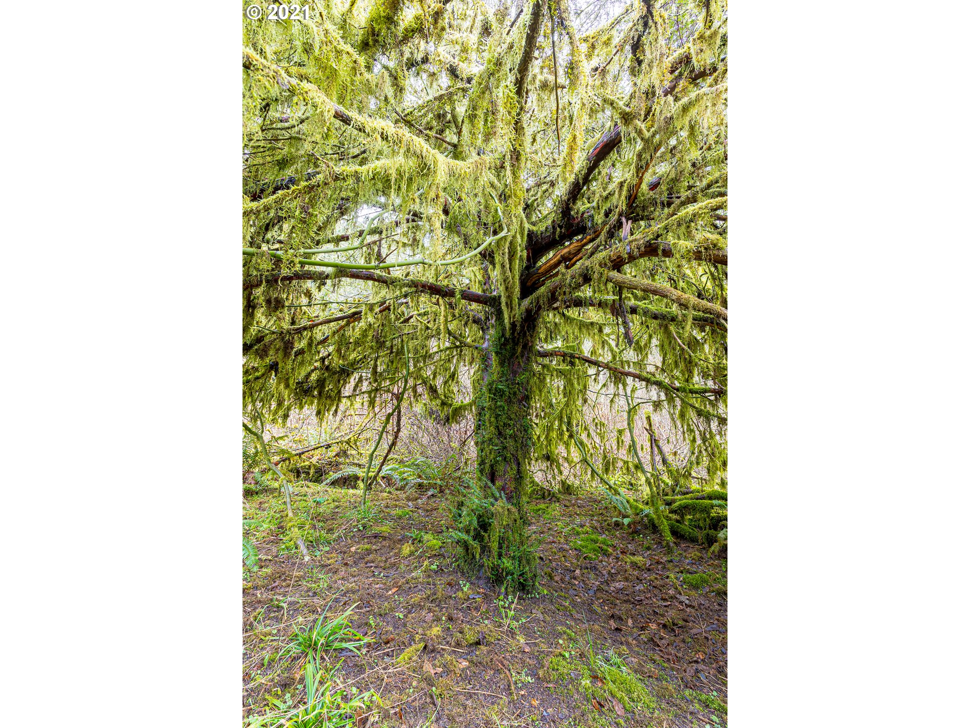 29270 Fox Hollow Road Eugene, OR 97405 - Photo 24 of 27 Gallery Image 24