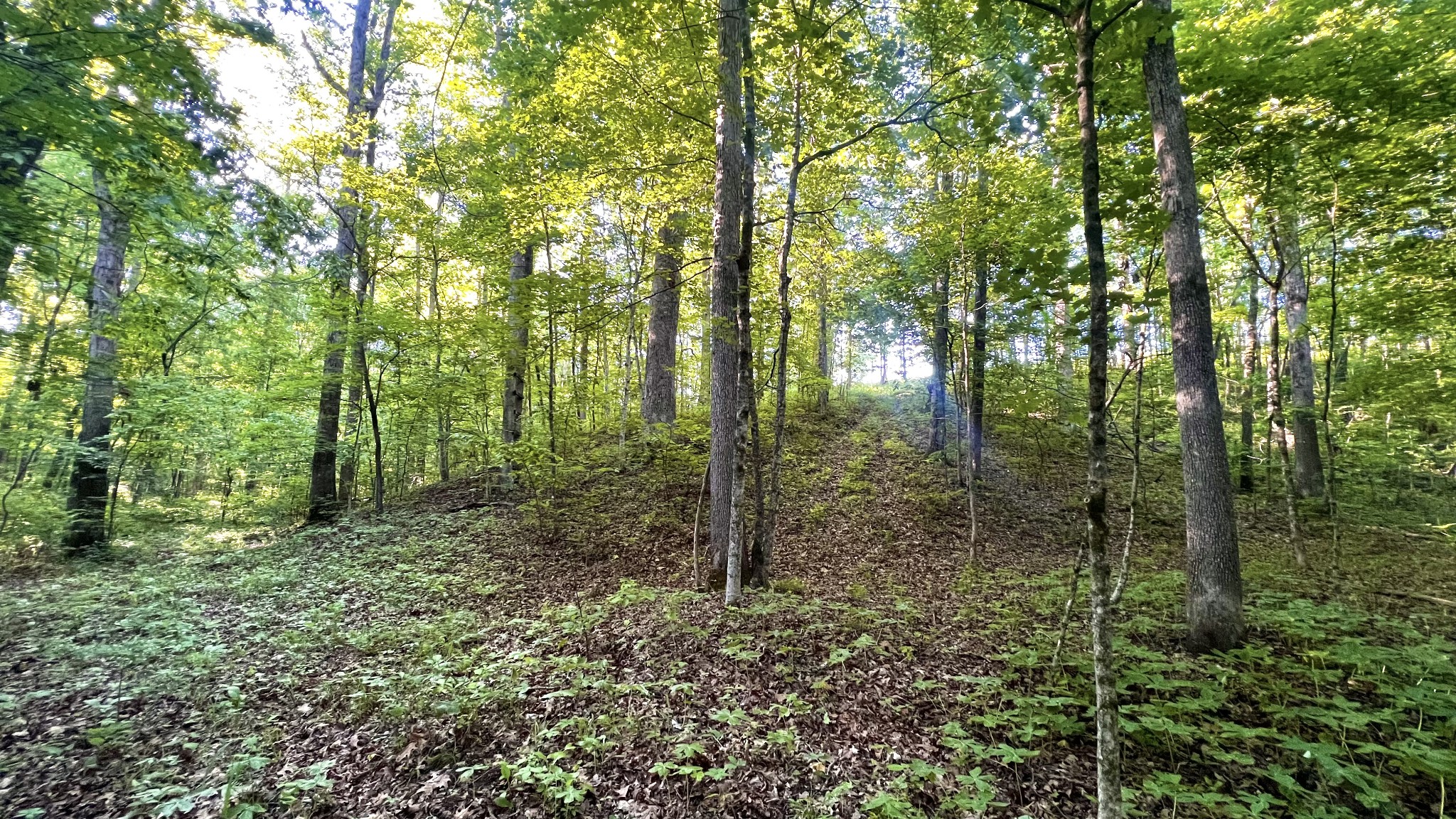 0 Seven 7 Mile Ridge Road Indian Mound, TN 37079 - Photo 12 of 27