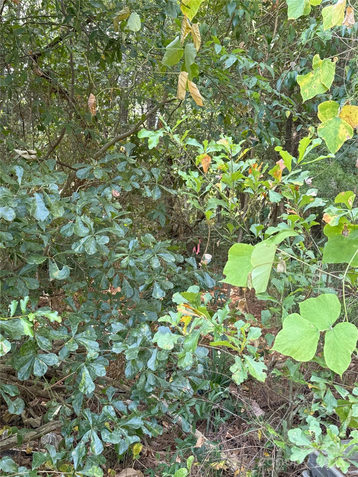 976 State Road 44 Chester, SC 29706 - Photo 34 of 35