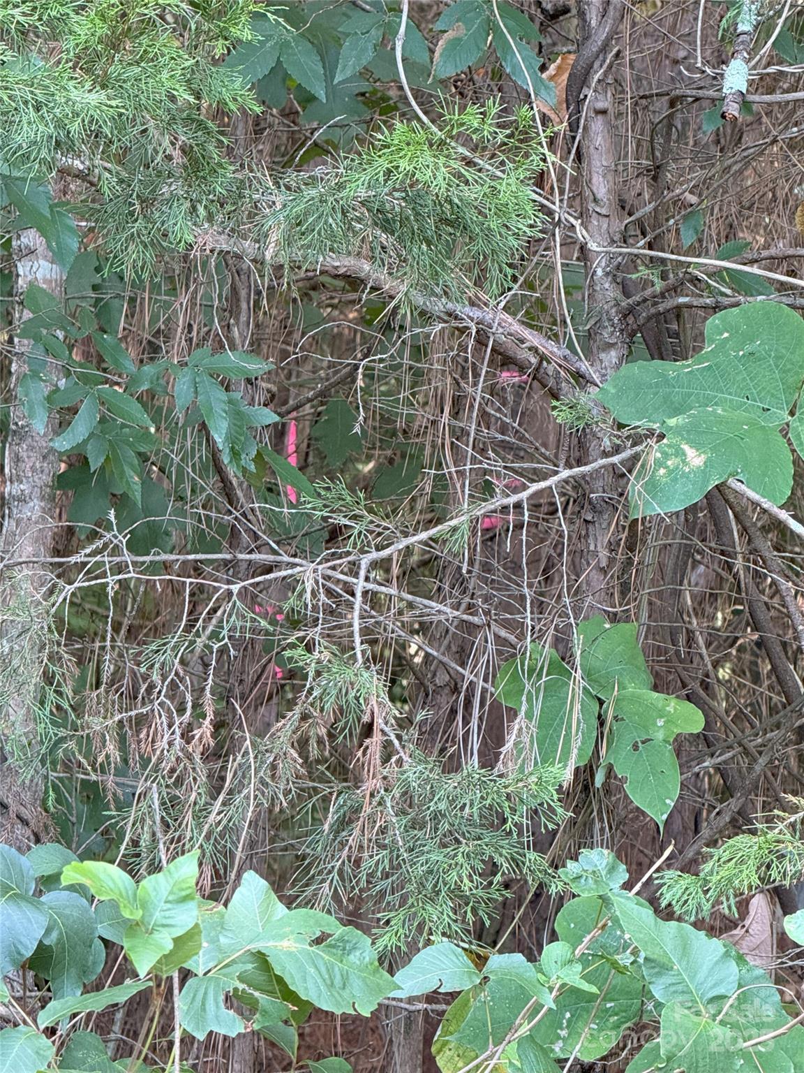 976 State Road 44 Chester, SC 29706 - Photo 35 of 35