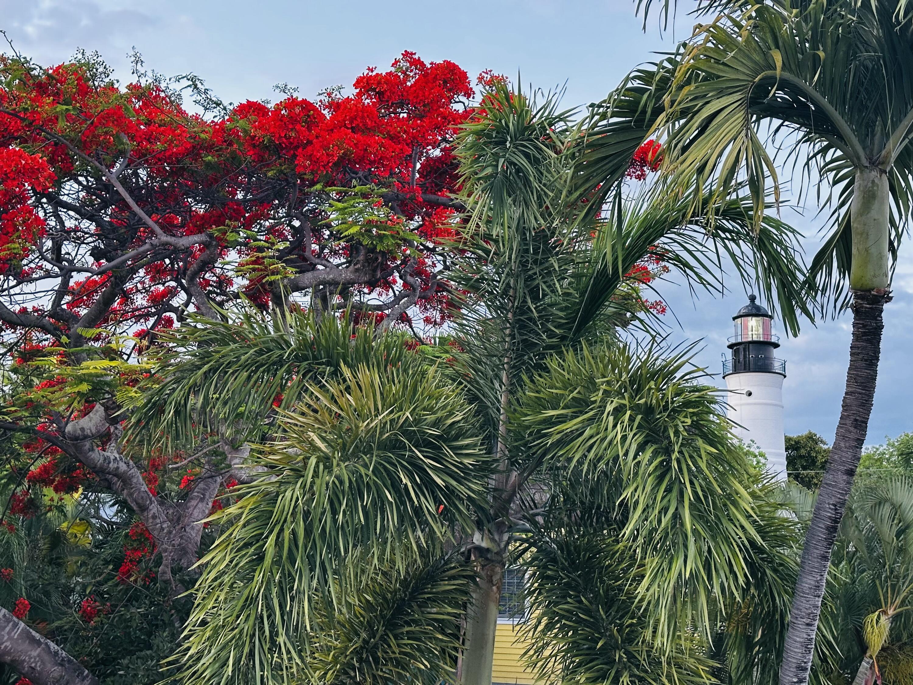 927 Thomas Street, Unit 4 Key West, FL 33040 - Photo 19 of 22 Royal Poinciana Tree in Bloom From Deck