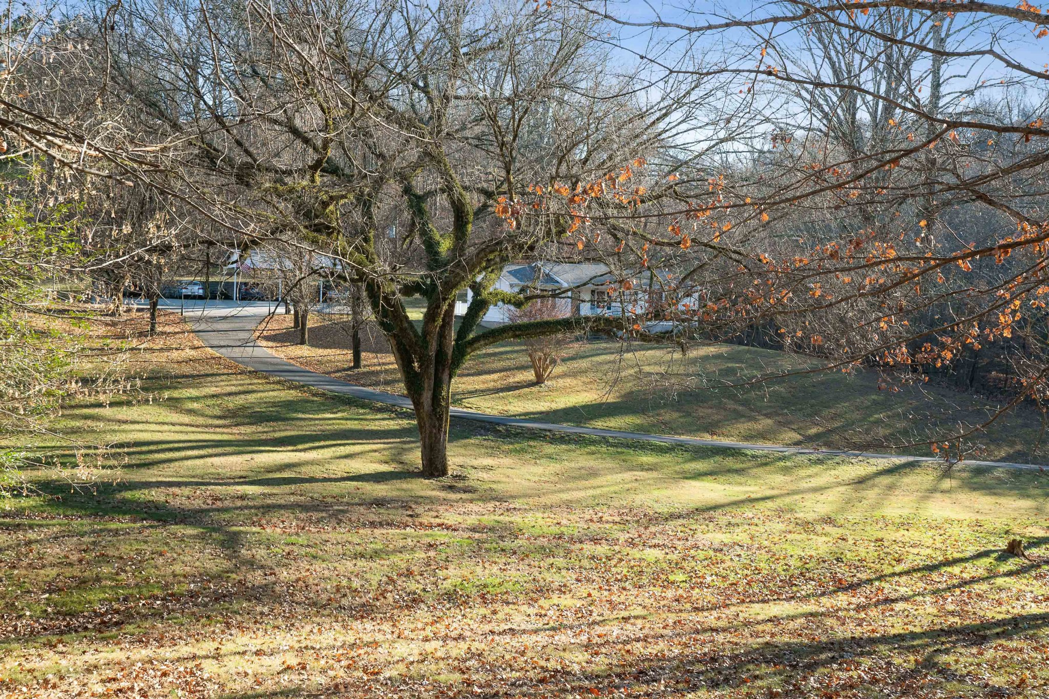 a view of a yard with a large tree
