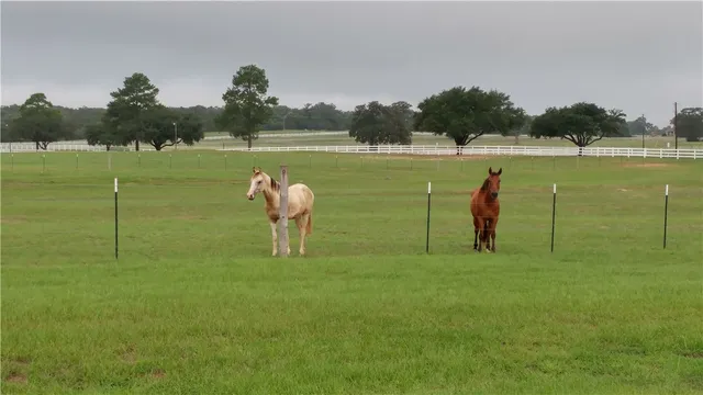 $1,500 | Tbd Jiminy Cricket, Hilltop Lakes, TX 77871