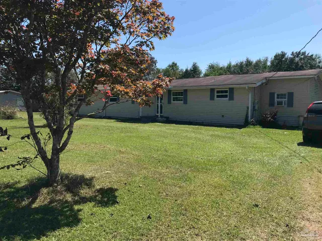 a view of a tall trees with a big yard