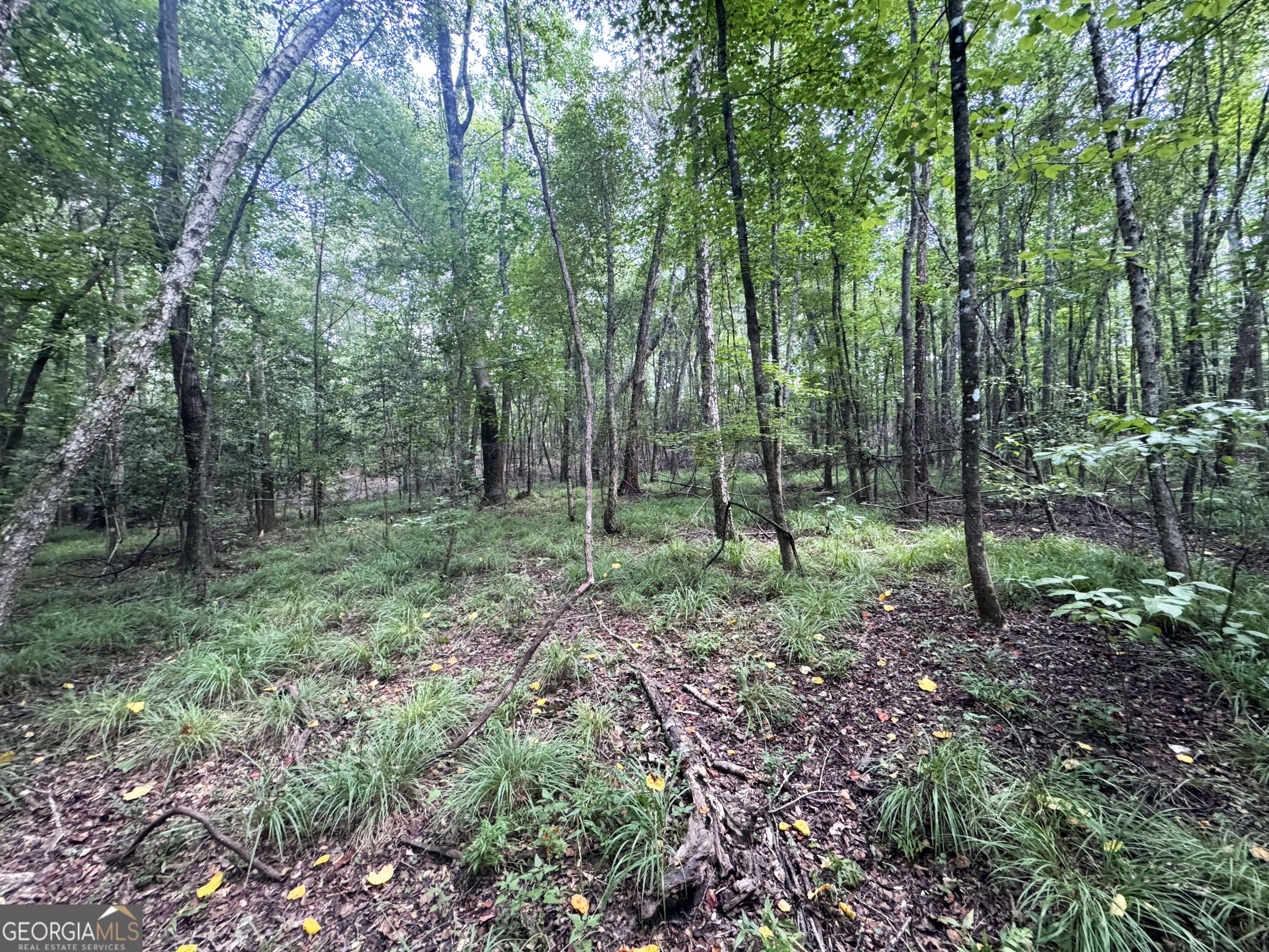 Tbd Tbd Wooten Road Cuthbert, GA 39840 - Photo 28 of 71