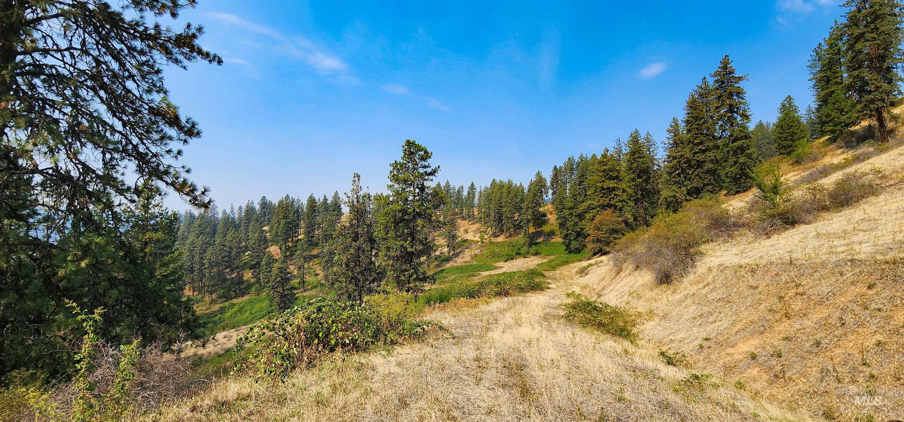 Tbd Suttler Creek Road Kooskia, ID 83539 - Photo 15 of 17 View of tree filled area