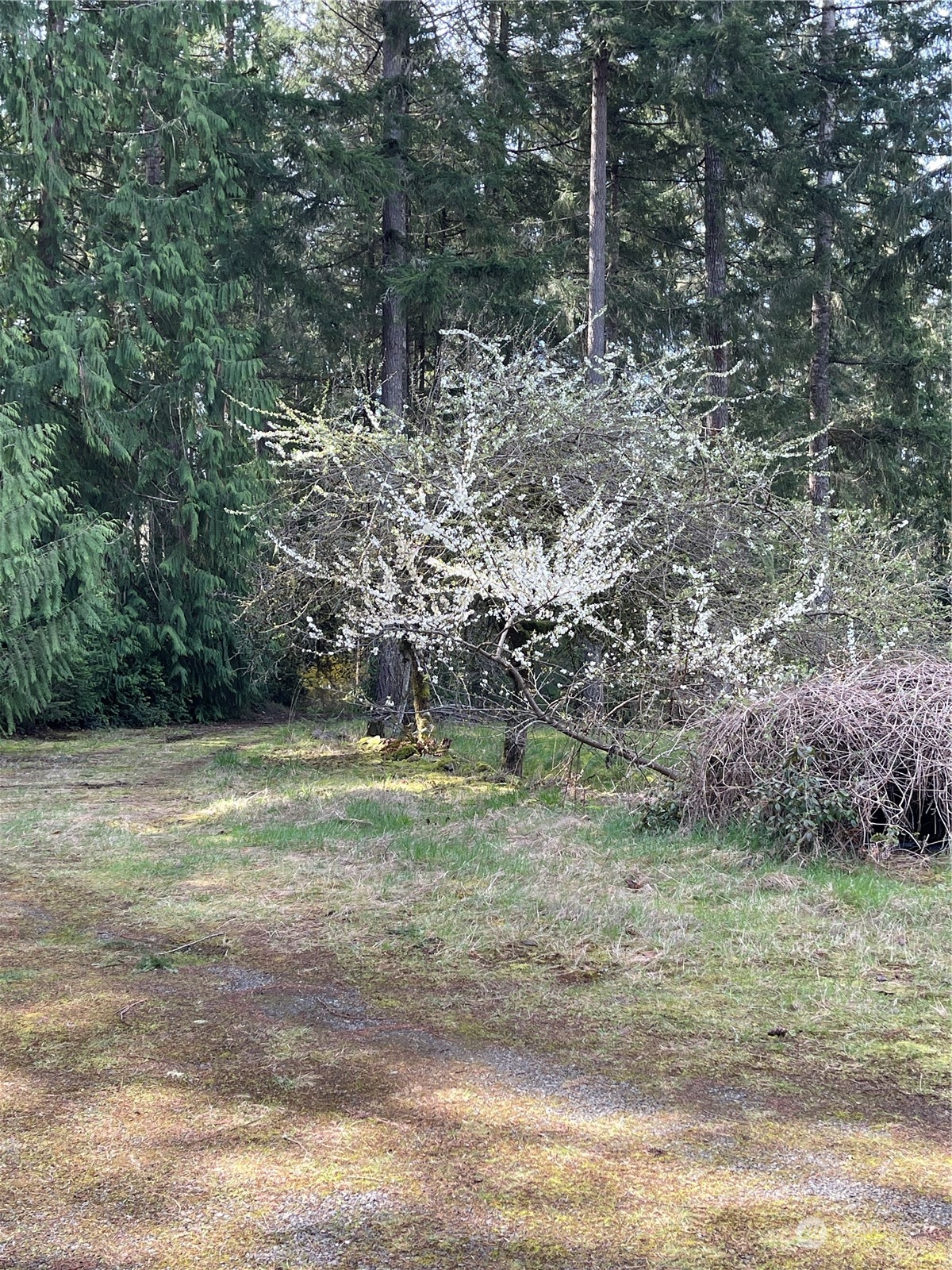 1630 East Rasor Road Belfair, WA 98528 - Photo 16 of 40 Gallery Image 16