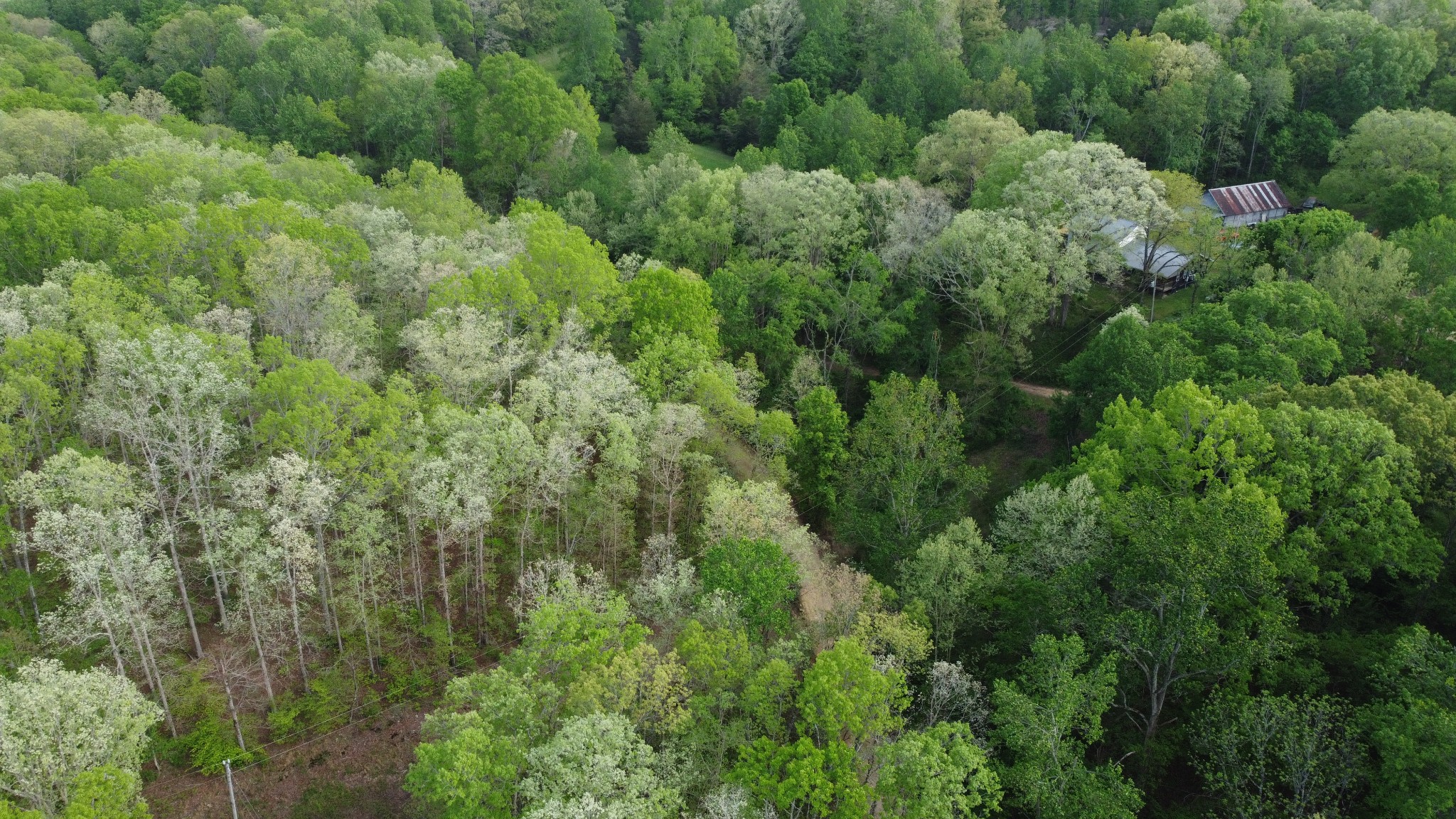 455 Moss Spring Hollow Road Centerville, TN 37033 - Photo 8 of 13 an aerial view of residential house with outdoor space and trees all around