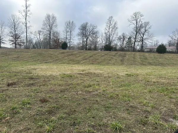 a view of a yard with trees