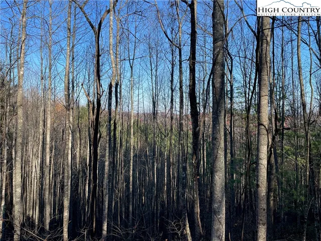 a view of lots of trees