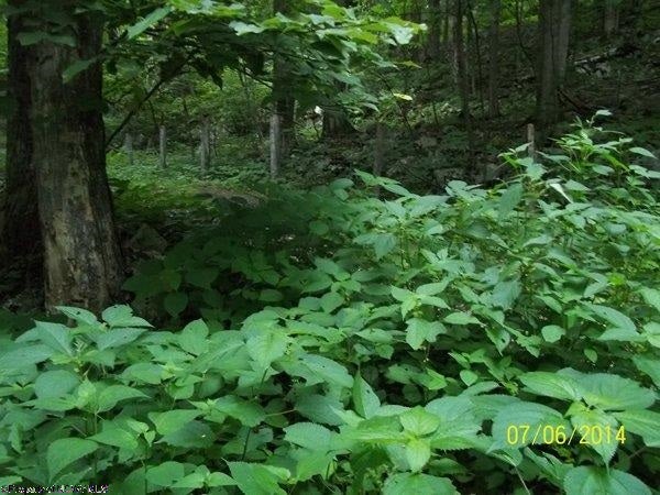 Lot 9 Stone Camp Ridge Davis, WV 26260 - Photo 3 of 6 Gallery Image 3