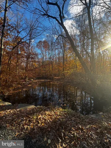 a view of a yard with plants and trees