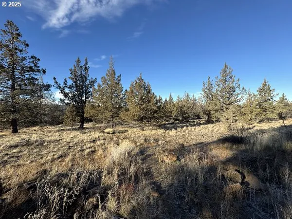 a view of a yard with trees