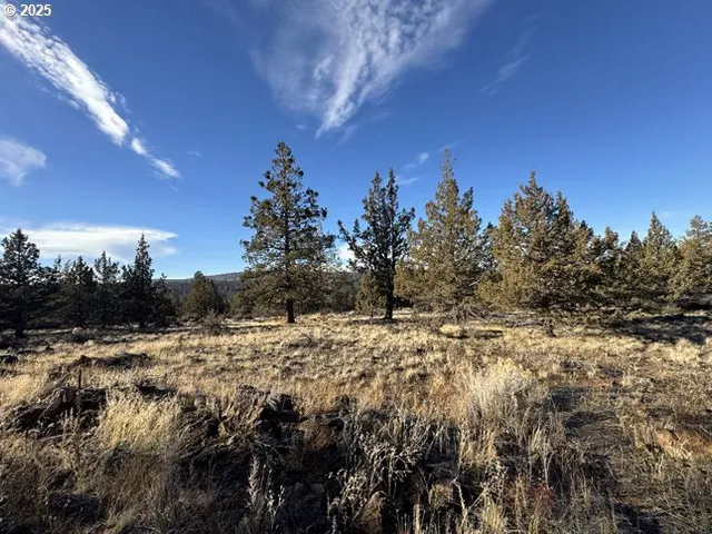 a view of a dry yard with trees